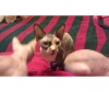adorable-sphynxs-kittens-for-sale